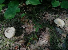 Cantharellus pallens