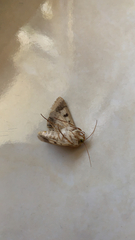 Helicoverpa armigera