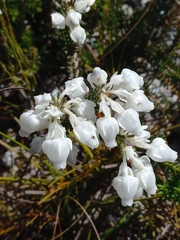 Erica calcareophila
