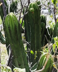 Myrtillocactus schenckii