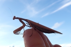 Mantis religiosa religiosa