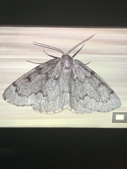 Nepytia pellucidaria