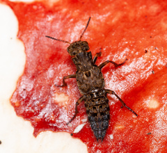 Ontholestes tessellatus