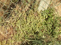 Parietaria judaica