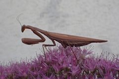 Mantis religiosa religiosa