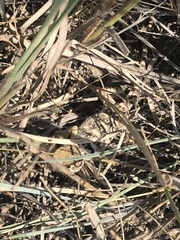 Crotaphytus collaris