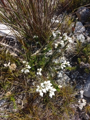 Erica calcareophila