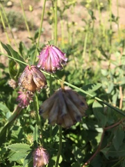 Trifolium productum