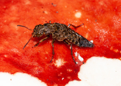 Ontholestes tessellatus