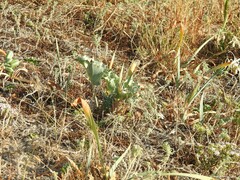 Anthyllis vulneraria
