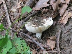 Russula delica
