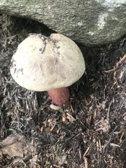 Rubroboletus satanas