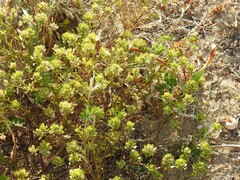 Iberis procumbens