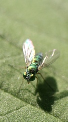 Condylostylus caudatus