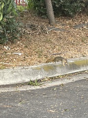 Sciurus niger
