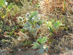 Eryngium maritimum