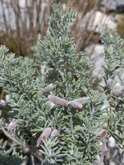 Indigofera hannariae