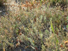 Crucianella maritima