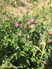 Trifolium productum