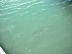 Megalops atlanticus
