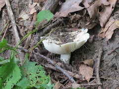 Russula delica