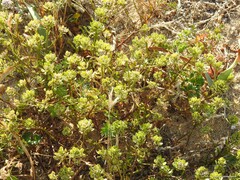 Iberis procumbens