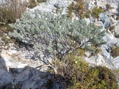 Indigofera hannariae