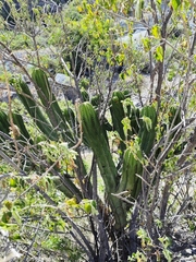 Myrtillocactus schenckii