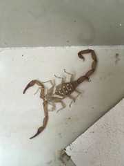 Centruroides ochraceus