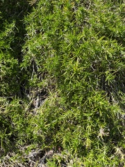 Rhamnus erythroxyloides