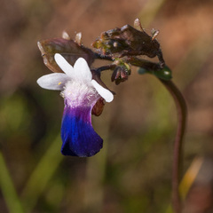 Nemesia barbata