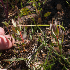 Protea scolymocephala