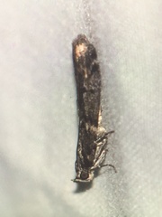 Acrobasis tricolorella