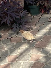 Coturnix japonica