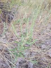 Ambrosia psilostachya