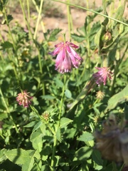 Trifolium productum