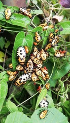 Sephina