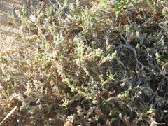 Crucianella maritima