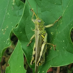 Melanoplus differentialis