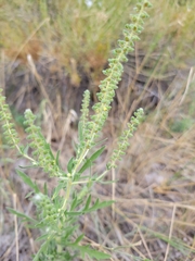 Ambrosia psilostachya