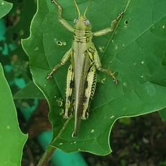 Melanoplus differentialis