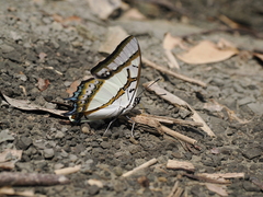 Polyura eudamippus formosana