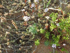 Euphorbia portlandica