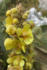 Verbascum longifolium