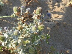 Eryngium maritimum