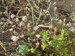 Crucianella maritima