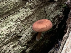 Tricholomopsis rutilans