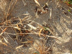 Festuca rubra