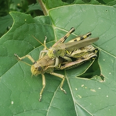 Melanoplus differentialis