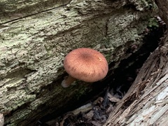 Tricholomopsis rutilans